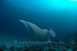 Manta ray (Manta birostris), Donkalo, North Ari atoll, Sachika, Maldives, Indian Ocean, Asia
