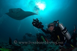 A videographer films the manta ray (Manta birostris) as it glides past, Donkalo, North Ari atoll, Sachika, Maldives, Indian Ocean, Asia