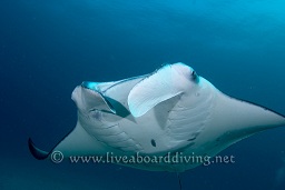 A manta ray (Manta birostris) hovers over the cleaning station, Donkalo, North Ari atoll, Sachika, Maldives, Indian Ocean, Asia
