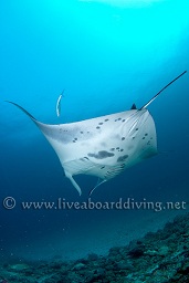 A manta ray (Manta birostris) glides past in the blue, Donkalo, North Ari atoll, Sachika, Maldives, Indian Ocean, Asia