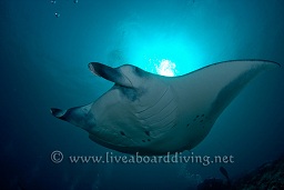 A manta ray (Manta birostris) approaches the cleaning station, Donkalo, North Ari atoll, Sachika, Maldives, Indian Ocean, Asia