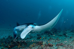 A manta ray (Manta birostris) hovers over the cleaning station, Donkalo, North Ari atoll, Sachika, Maldives, Indian Ocean, Asia