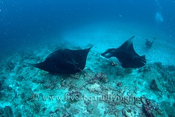 2 manta rays (Manta birostris) and a diver, Donkalo, North Ari atoll, Sachika, Maldives, Indian Ocean, Asia