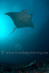 A diver below a dancing manta ray (Manta birostris), Donkalo, North Ari atoll, Sachika, Maldives, Indian Ocean, Asia