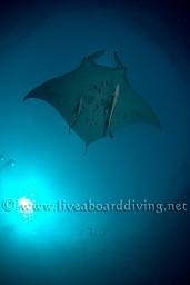 A manta ray (Manta birostris) against the sun, Donkalo, North Ari atoll, Sachika, Maldives, Indian Ocean, Asia