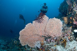 A diver swims past one of the stunning gorgonia sea fans decorating the wall, Sachika, Maldives, Indian Ocean, Asia