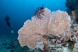 A diver swims past one of the stunning gorgonia sea fans decorating the wall, Sachika, Maldives, Indian Ocean, Asia