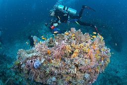 A diver examines the colourful soft corals growing from the bommie, Sachika, Maldives, Indian Ocean, Asia