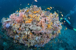 A diver examines the colourful soft corals growing from the bommie, Sachika, Maldives, Indian Ocean, Asia