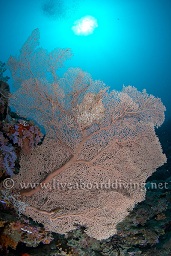 Gorgonia sea fan against the sun, Sachika, Maldives, Indian Ocean, Asia