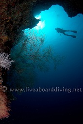 A diver is silouetted against the sun under an overhang, Dega thila, Sachika, South Ari atoll, Maldives, Indian Ocean, Asia