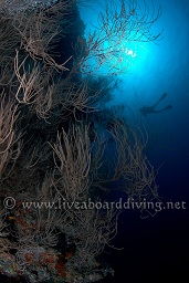 A diver is silouetted against the sun under an overhang, Dega thila, Sachika, South Ari atoll, Maldives, Indian Ocean, Asia