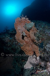 Stunning gorgonia sea fans grow from the wall at Rhadiggha thila, South Ari atoll, Sachika, Maldives, Indian Ocean, Asia