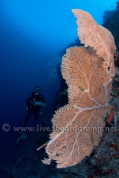 Diver swimming past one of the stunning gorgonia sea fans that grow fromthe wall at Rhadiggha thila, South Ari atoll, Sachika, Maldives, Indian Ocean, Asia