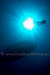 Divers descending from the dhoni, Ari beach outside, South Ari atoll, Sachika, Maldives, Indian Ocean, Asia