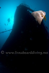 A diver explores the Kudimaa wreck accompanied by a school of longfin batfish (Platax teira), South Ari atoll, Sachika, Maldives, Indian Ocean, Asia