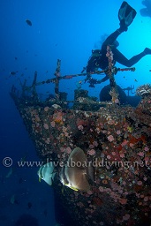 A diver explores the Kudimaa wreck accompanied by a school of longfin batfish (Platax teira), South Ari atoll, Sachika, Maldives, Indian Ocean, Asia