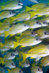 Schooling Blue-lined / 5 lined snapper (Lutjanus kasmira) gather near the edge of the reef, Hafza thila, North Ari atoll, Sachika, Maldives, Indian Ocean, Asia