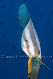 Golden / Boer's batfish (Platax boersi), Hafza thila, North Ari atoll, Sachika, Maldives, Indian Ocean, Asia