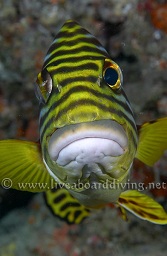 An oriental sweetlip (plectorhinchus vittatus) hiding under an overhang, Hafza thila, North Ari atoll, Sachika, Maldives, Indian Ocean, Asia