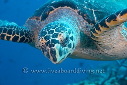 A Hawksbill turtle (Eretmochelys imbricata) foraging for food, Hafza thila, North Ari atoll, Sachika, Maldives, Indian Ocean, Asia