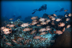 Palau diving