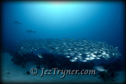 Schooling big eye scad (Selar crumenophthalmus) in a bait ball being hunted by grey reef sharks (Carcharihinus amblyrhynchus), German channel, Palau, Micronesia, Pacific ocean, Asia