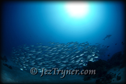 Schooling big eye scad (Selar crumenophthalmus) in a bait ball being hunted by grey reef sharks (Carcharihinus amblyrhynchus), German channel, Palau, Micronesia, Pacific ocean, Asia