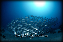 Schooling big eye scad (Selar crumenophthalmus), German channel, Palau, Micronesia, Pacific ocean, Asia