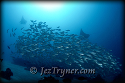 Palau liveaboard diving
