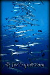 Palau diving