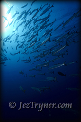 Schooling blackfin / chevron barracuda (Sphyraena qenie), Blue corner, Palau, Micronesia, Pacific ocean, Asia