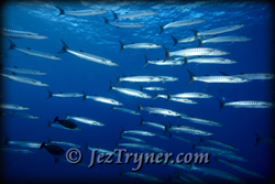 Palau liveaboard diving