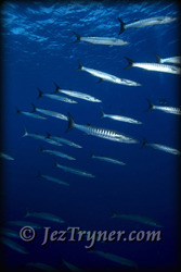 Schooling blackfin / chevron barracuda (Sphyraena qenie), Blue corner, Palau, Micronesia, Pacific ocean, Asia