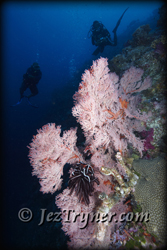 , Blue corner, Palau, Micronesia, Pacific ocean, Asia