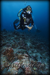 Ai using a reef hook and enjoying the show, Blue corner, Palau, Micronesia, Pacific ocean, Asia