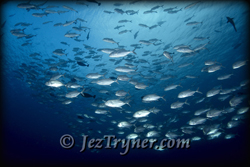 Palau liveaboard