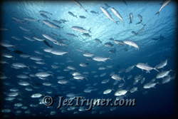 Schooling Big eye jacks / trevally (Caranx sexfasciatus), Blue corner, Palau, Micronesia, Pacific ocean, Asia