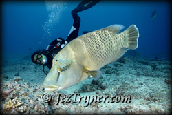 Ai diving with a hunting Napolean / humphead / Maori wrasse (Cheilinus undulatus), Blue corner, Palau, Micronesia, Pacific ocean, Asia