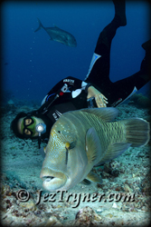 Ai diving with a hunting Napolean / humphead / Maori wrasse (Cheilinus undulatus), Blue corner, Palau, Micronesia, Pacific ocean, Asia