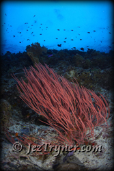 Red sea whip on the wall at Yellow wall, Pelilieu island, Palau, Micronesia, Pacific ocean, Asia