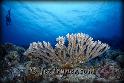 Diver on the wall at Yellow wall, Pelilieu island, Palau, Micronesia, Pacific ocean, Asia
