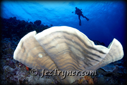 Palau liveaboard