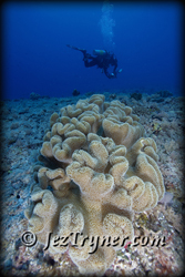 Chris Mitchell, Pelilieu cut, Pelilieu island, Palau, Micronesia, Pacific ocean, Asia