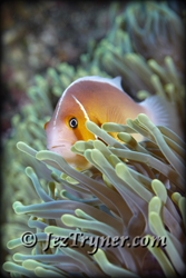 Skunk anemonefish (Amphiprion akallopisos) defends it's territory, Blue corner, Palau, Micronesia, Pacific ocean, Asia
