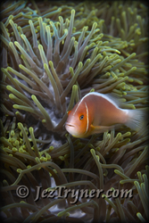 Skunk anemonefish (Amphiprion akallopisos) defends it's territory, Blue corner, Palau, Micronesia, Pacific ocean, Asia