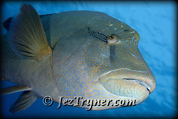 An inquisitive Napolean / humphead / Maori wrasse (Cheilinus undulatus) follows the photographer in the hope of food, Blue corner, Palau, Micronesia, Pacific ocean, Asia