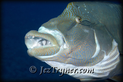 Palau diving