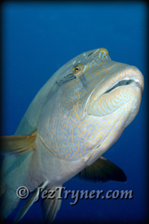 An inquisitive Napolean / humphead / Maori wrasse (Cheilinus undulatus) follows the photographer in the hope of food, Blue corner, Palau, Micronesia, Pacific ocean, Asia