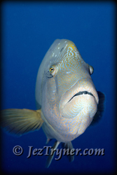 Palau diving